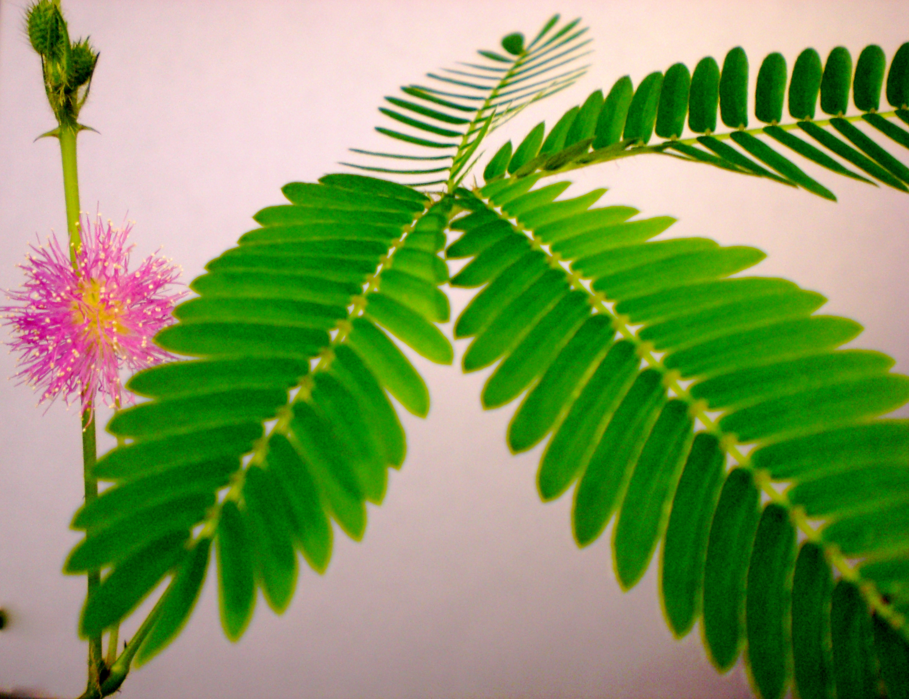 Mimosa Pudica