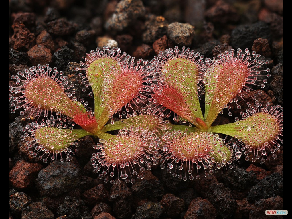 drosera_abberans