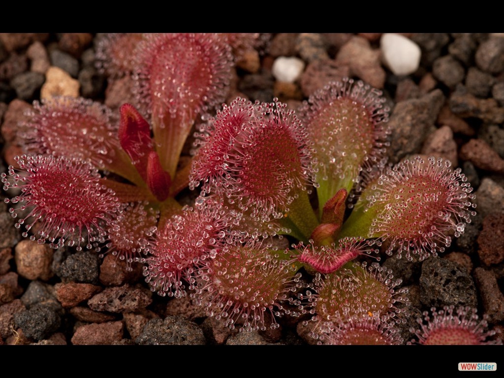 drosera_abberans_2