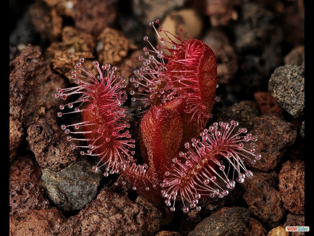 drosera_abberans_3