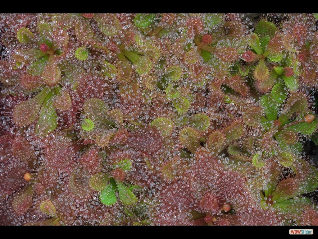 drosera_abberans_4