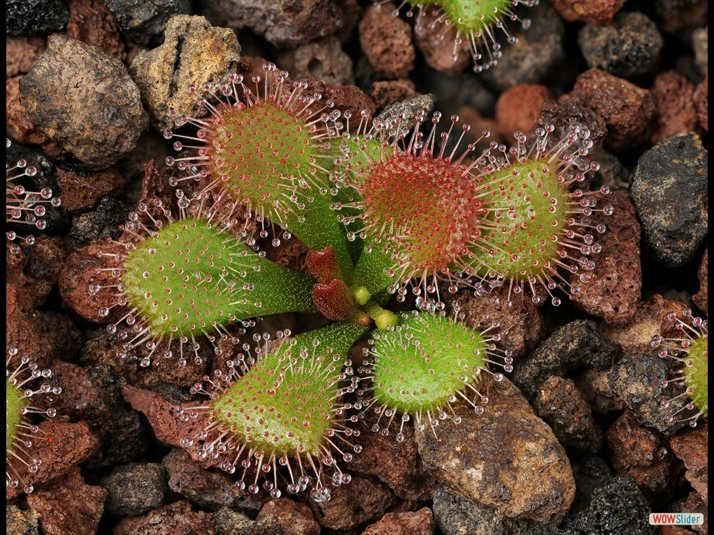 drosera_abberans_6