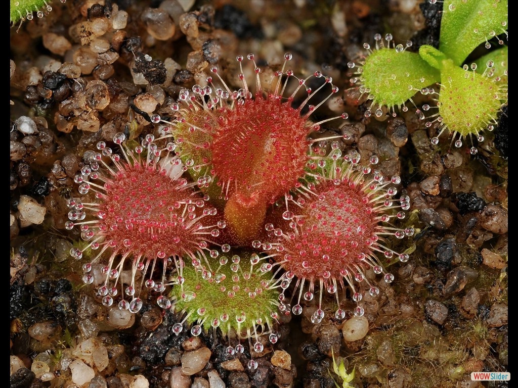 drosera_abberans_7