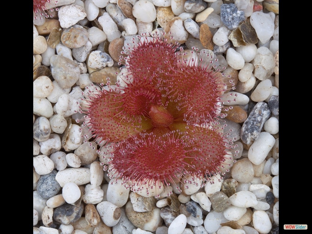 drosera_abberans_9