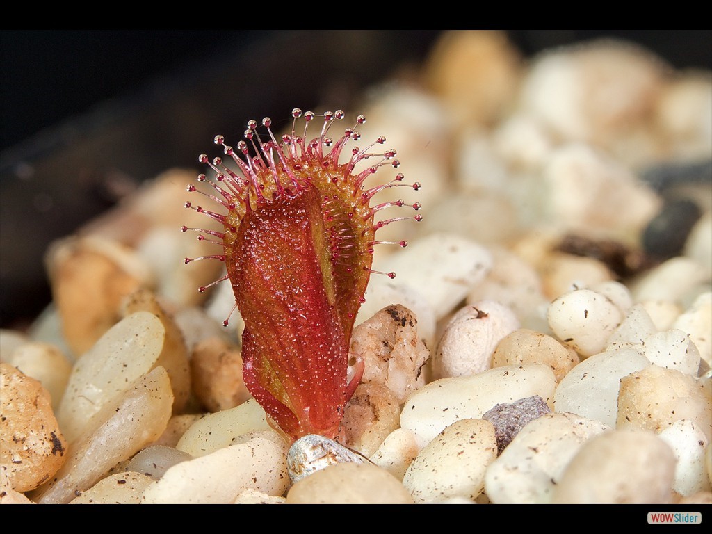 drosera_abberans_awakening