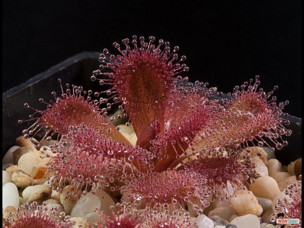 drosera_abberans_maldon_1