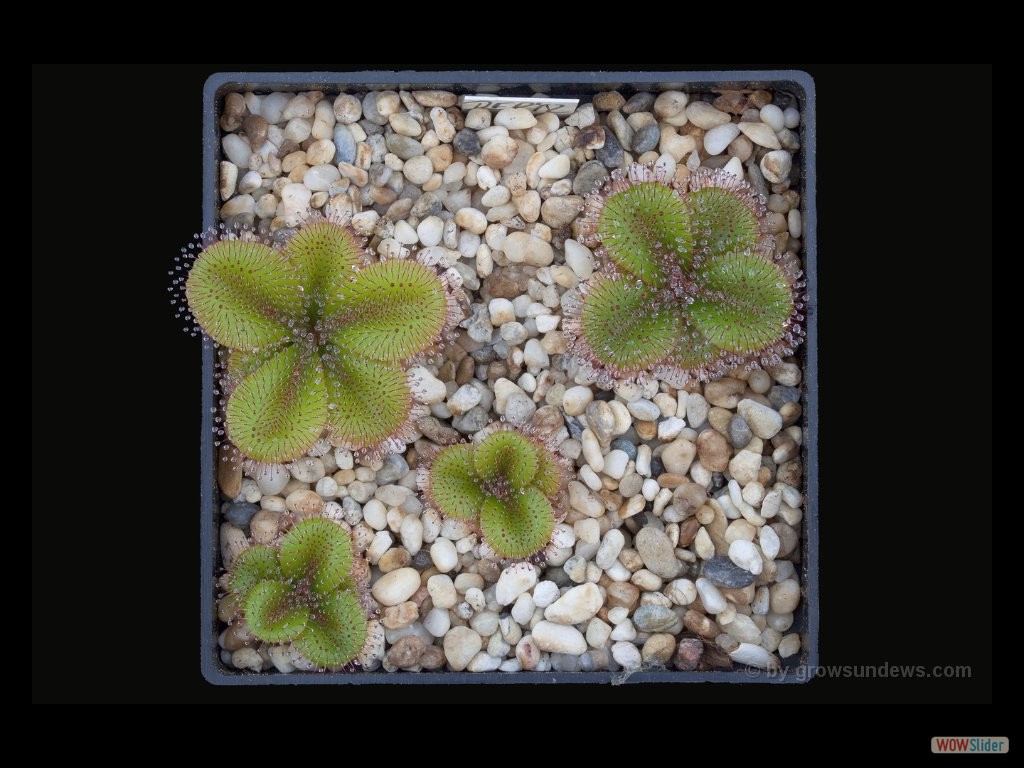 Drosera aff. erythrorhiza_