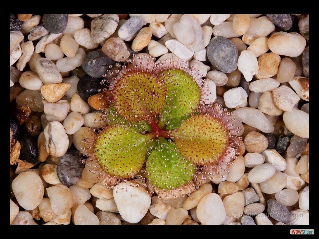 Drosera aff. macrophylla ssp. monantha DMAP5