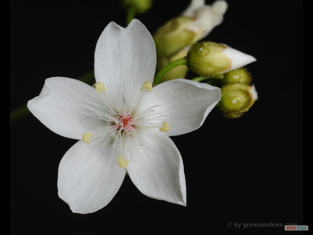 Drosera aff. palladia flower 1
