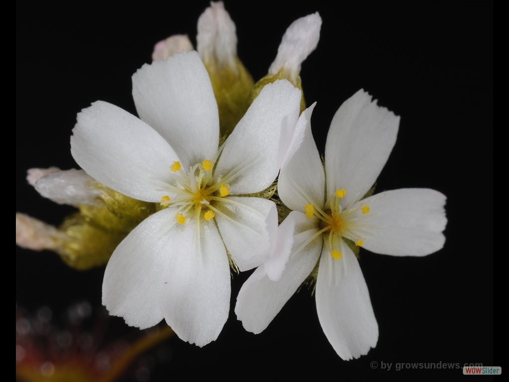 Drosera aff. palladia flower 2