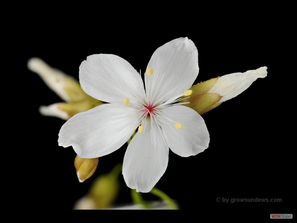 Drosera aff. palladia flower 3