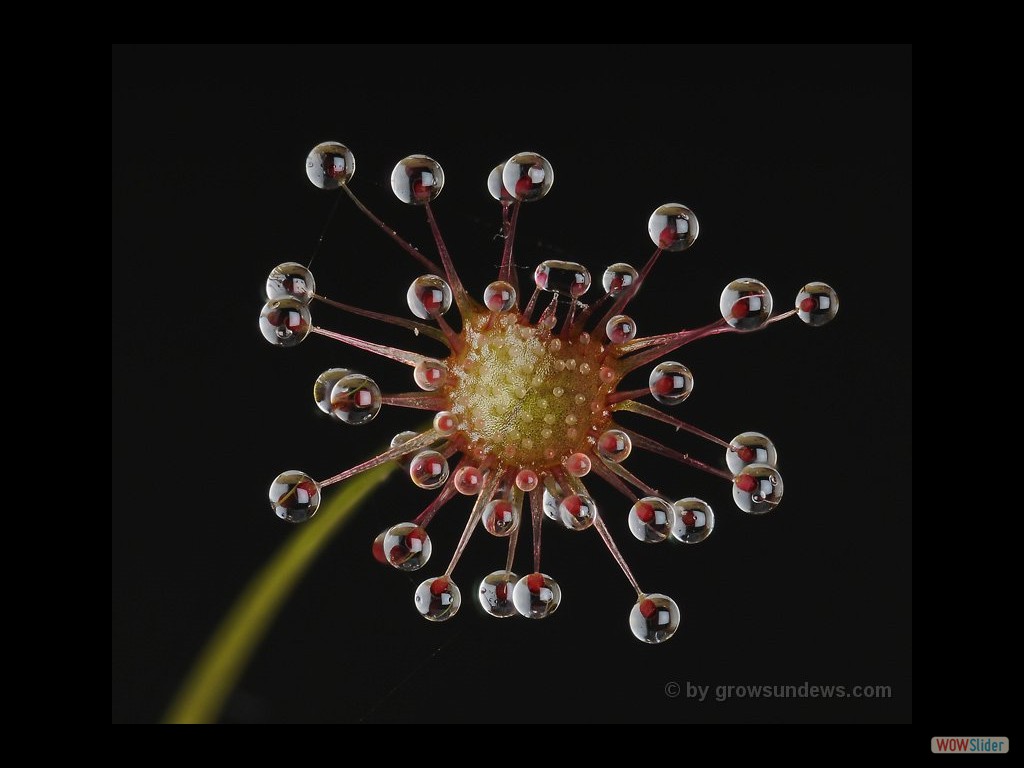 Drosera aff. palladia lamina