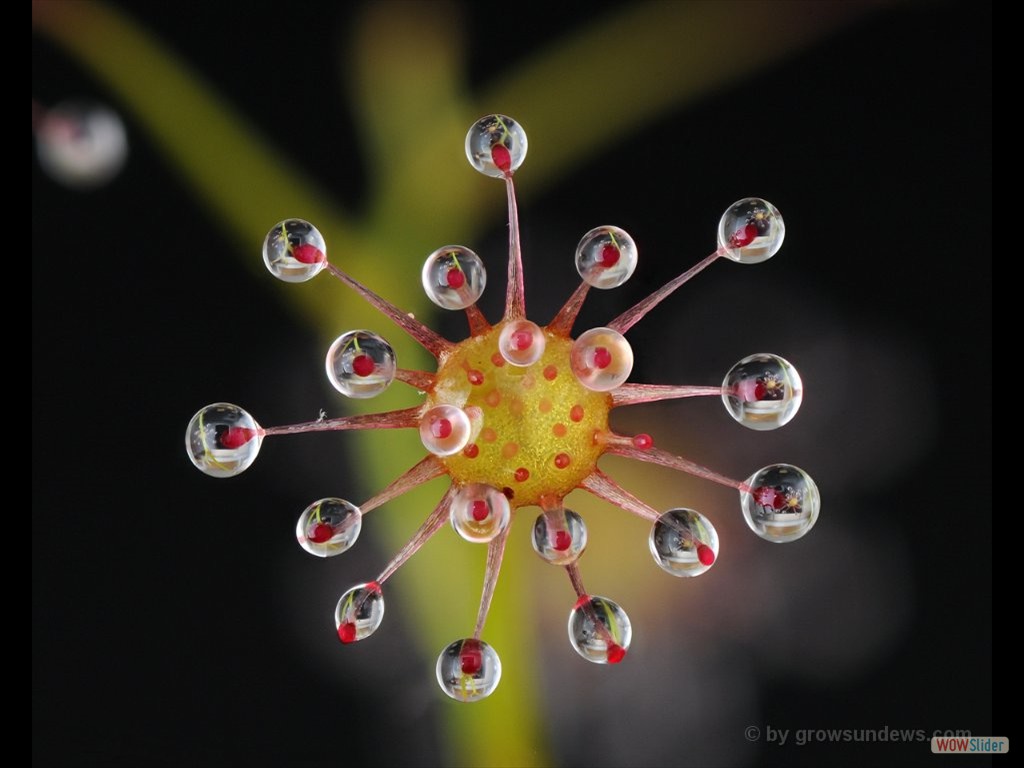 Drosera aff. pallida leaf