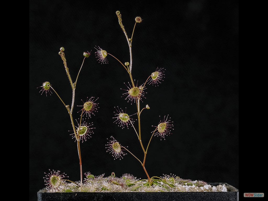 Drosera andersonia 1