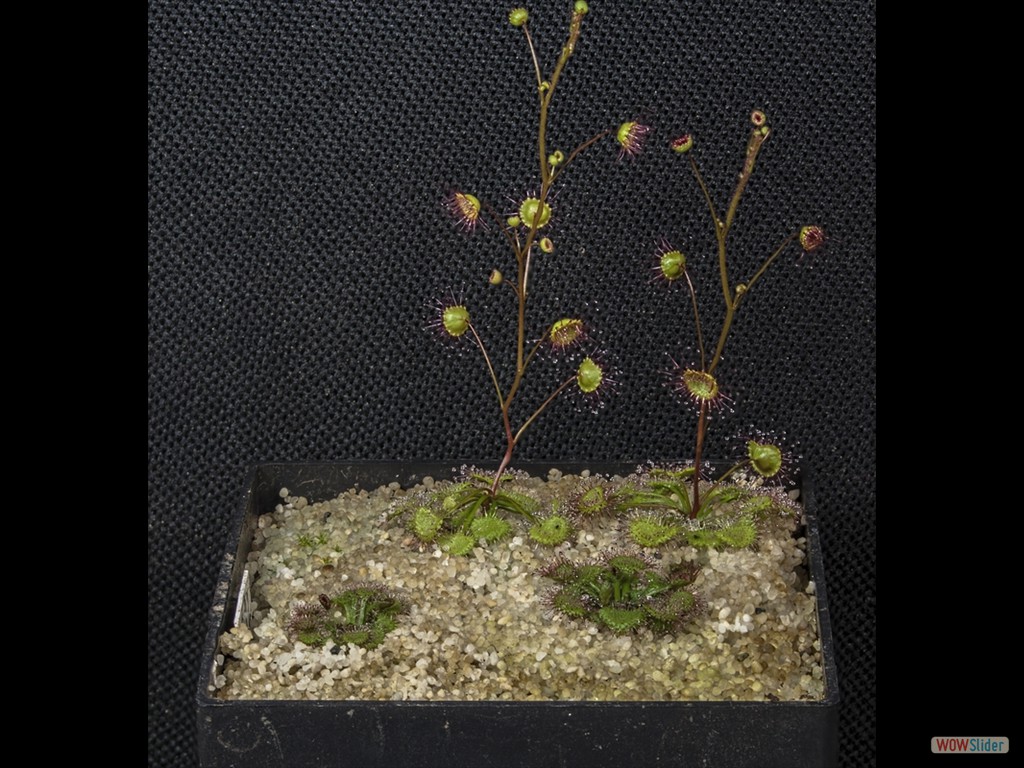 Drosera andersonia 2