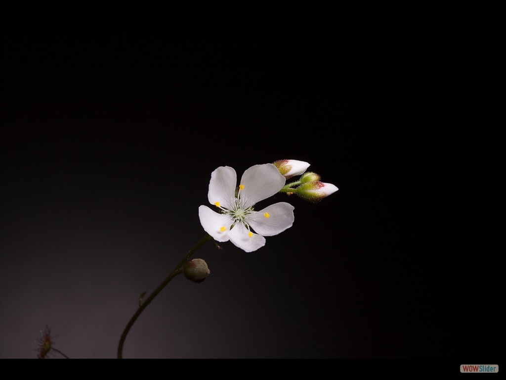 Drosera andersonia flower