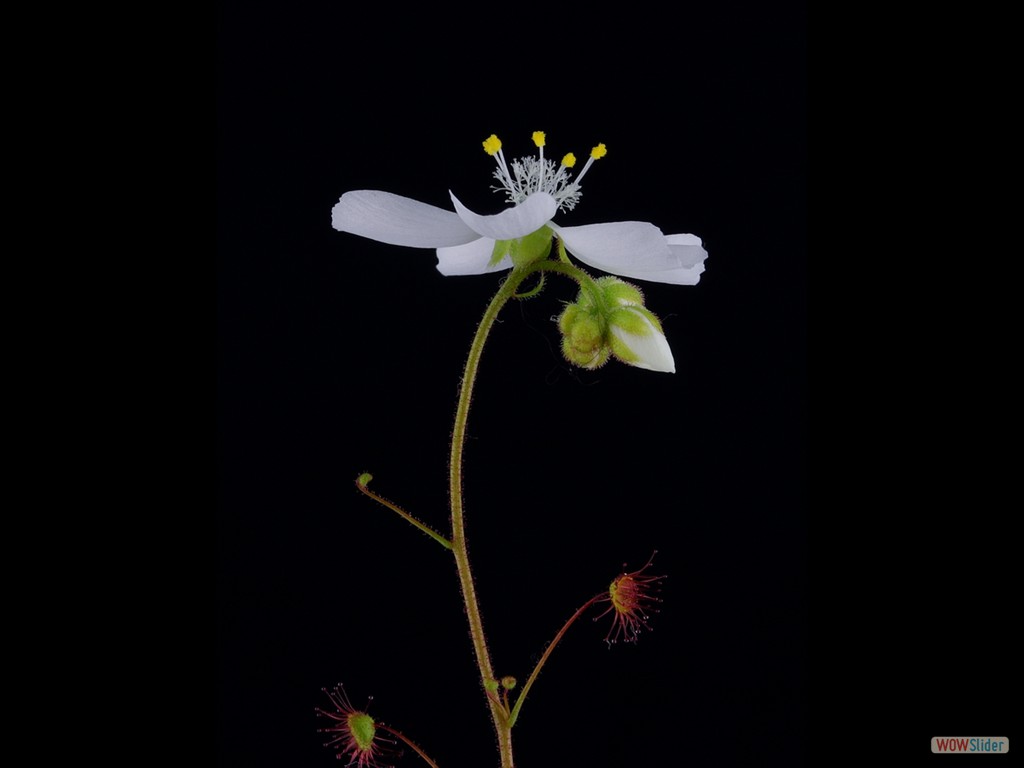 Drosera andersonia flower 2