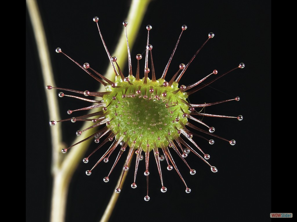 Drosera andersonia leaf