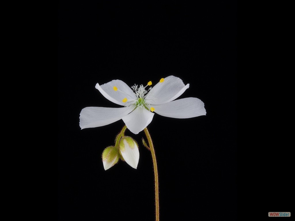 Drosera andersonia white flower 2