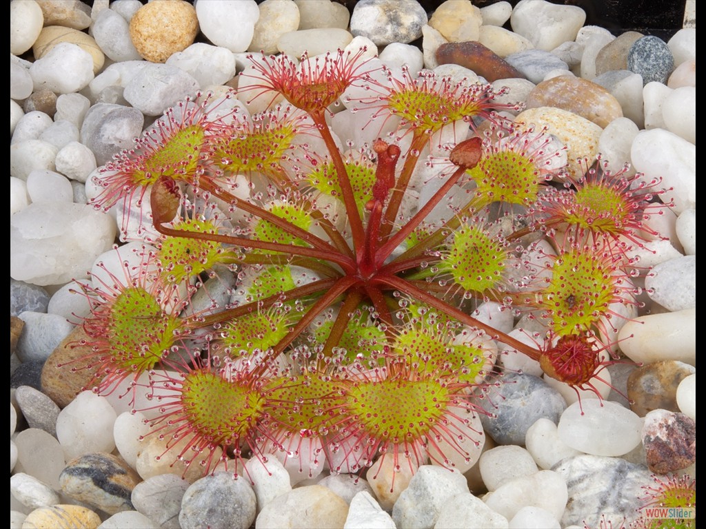 Drosera andersonia white flower DAND2