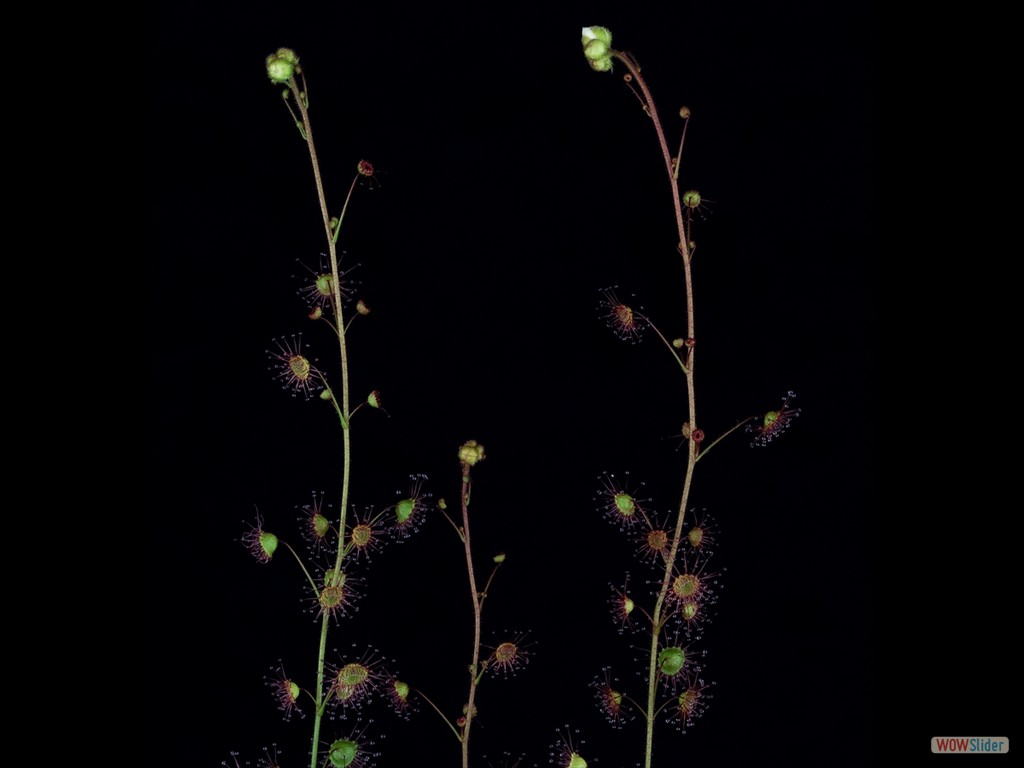 Drosera andersonia with flower buds DAND2
