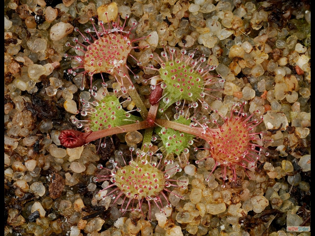 Drosera andersoniana young