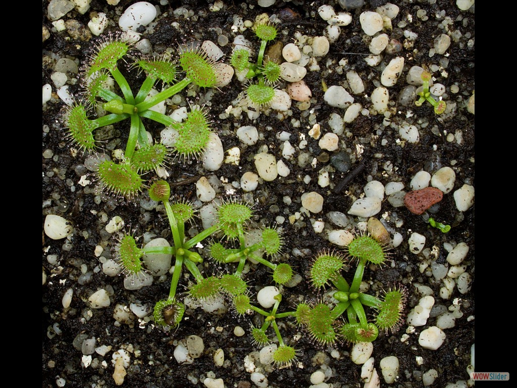 Drosera auriculata 1