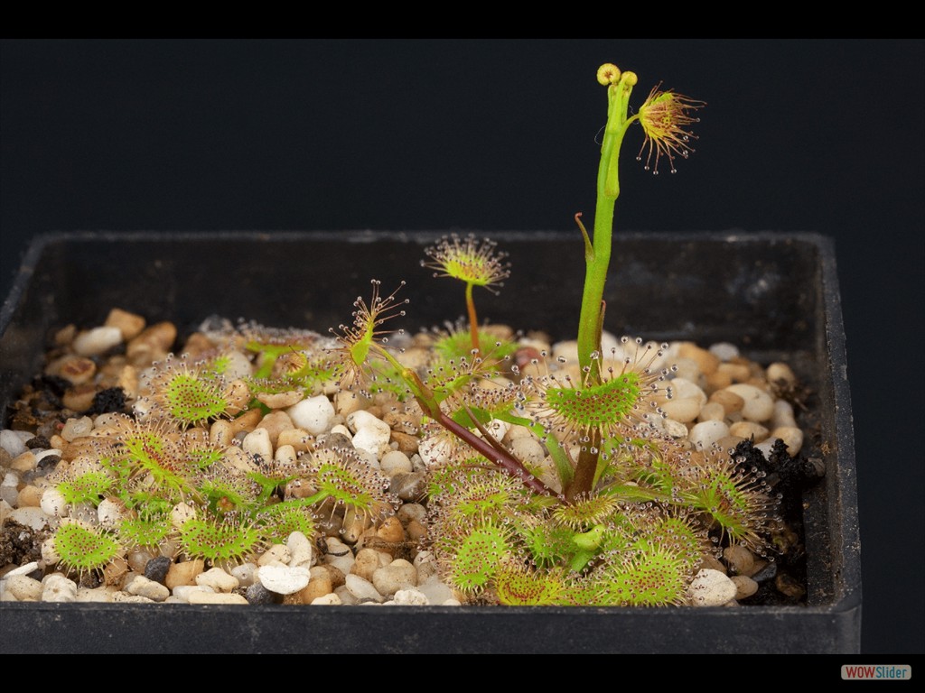 Drosera auriculata  2 DAUR1