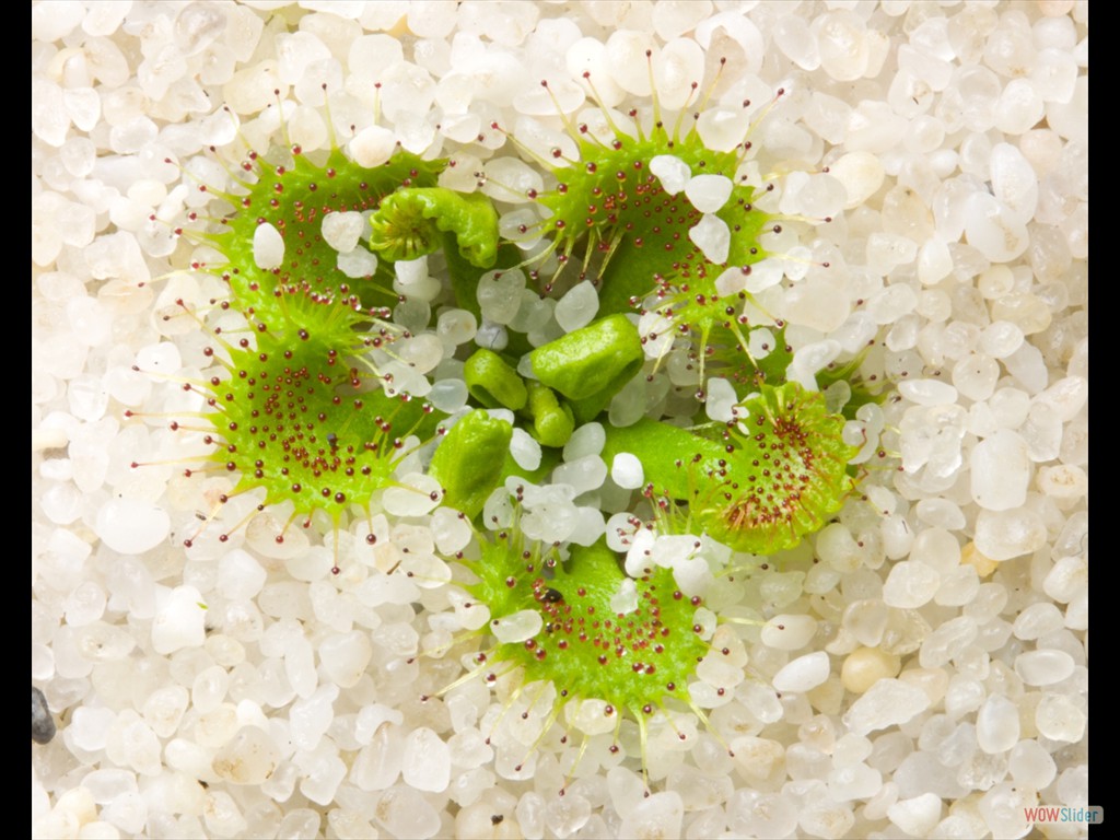 Drosera auriculata awakening