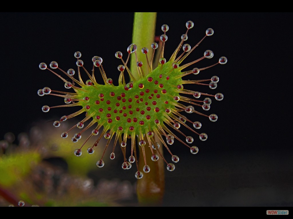 Drosera auriculata DAUR1 leave