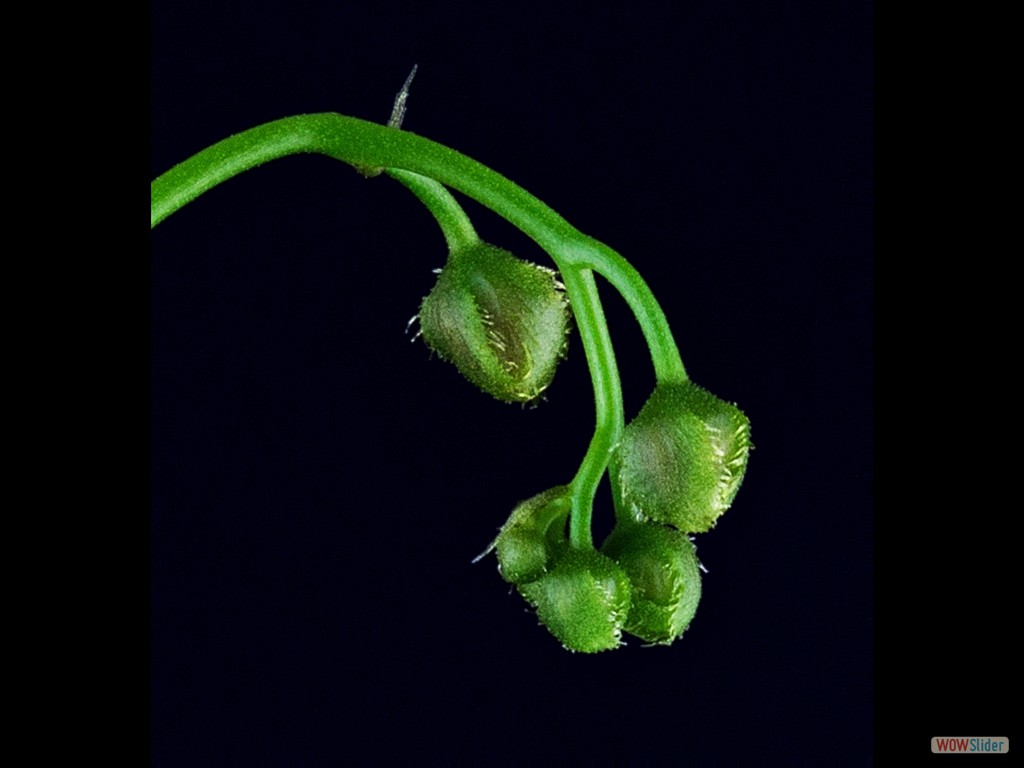 Drosera auriculata flower bud 