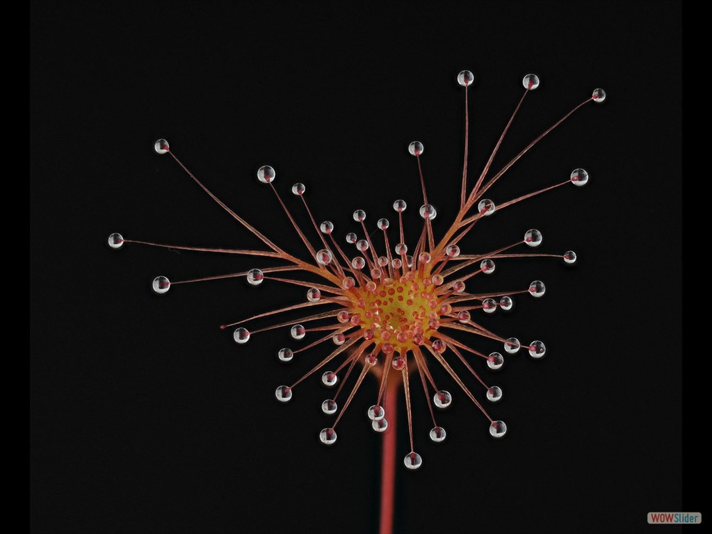 Drosera auriculata Hartz montains