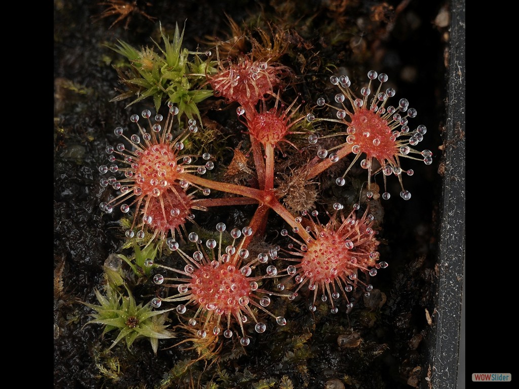 Drosera auriculata Hartz Mountains young