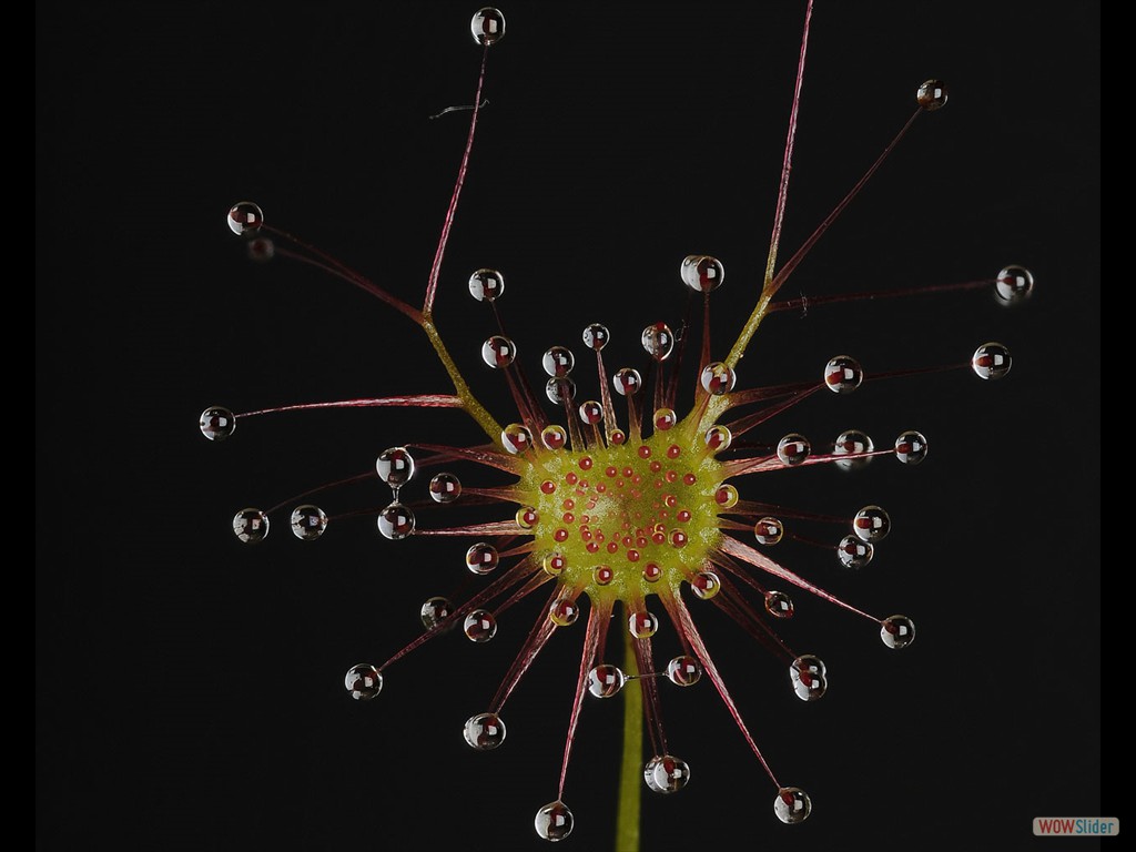 Drosera auriculata lamina