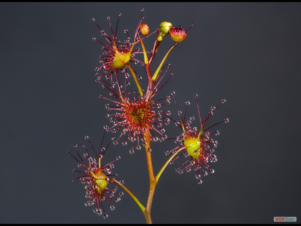 Drosera auriculata sub-alpine red form, Grampiens, Victoria