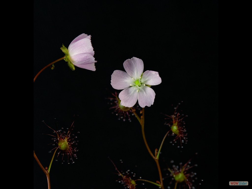 Drosera auriculata sub-alpine red form, Grampiens, Victoria flower