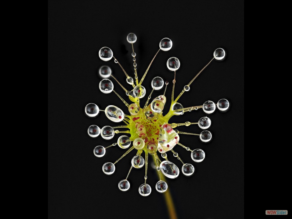 Drosera auriculata trap