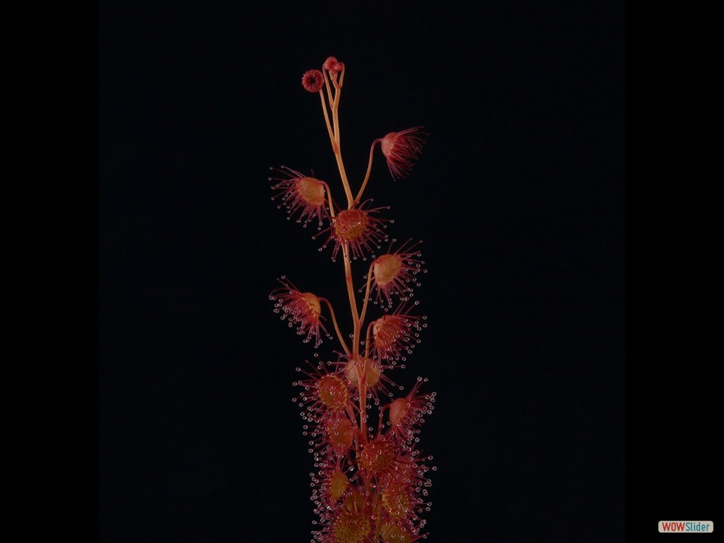 drosera_basifolia_dbas1_3