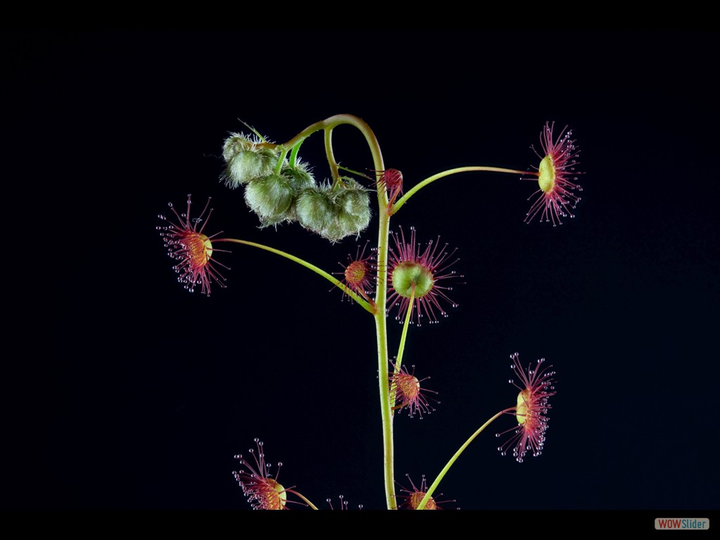 Drosera basifolia with flower buds DBAS4