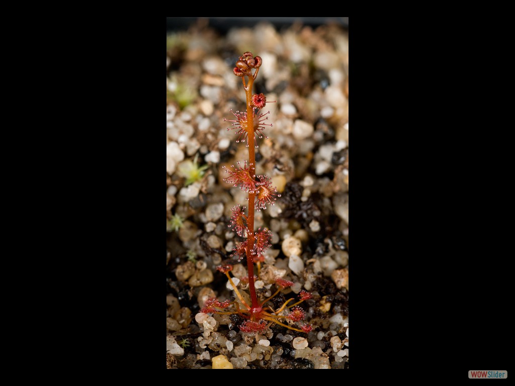 Drosera bicolor