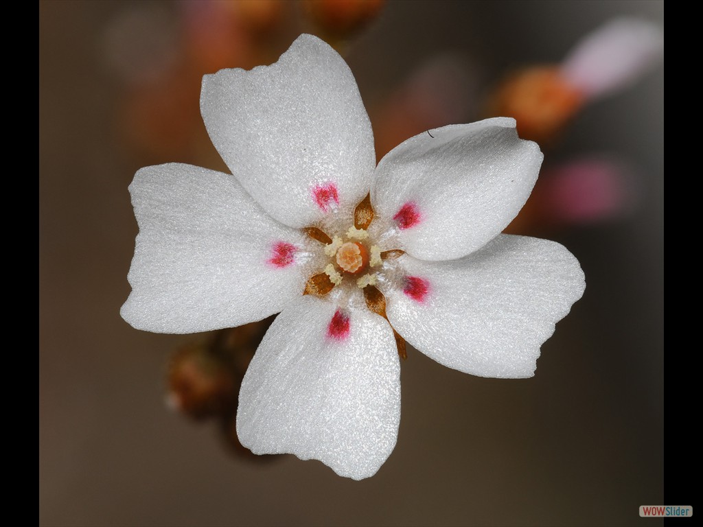 Drosera bicolor flower 1