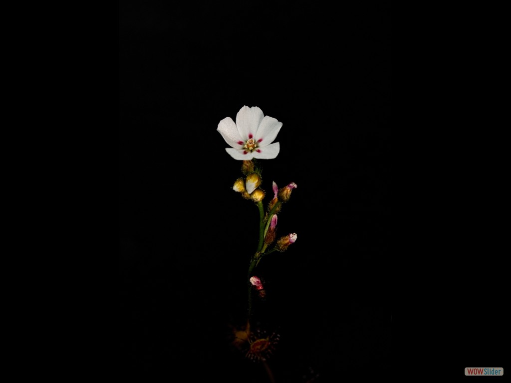 Drosera bicolor flower 2