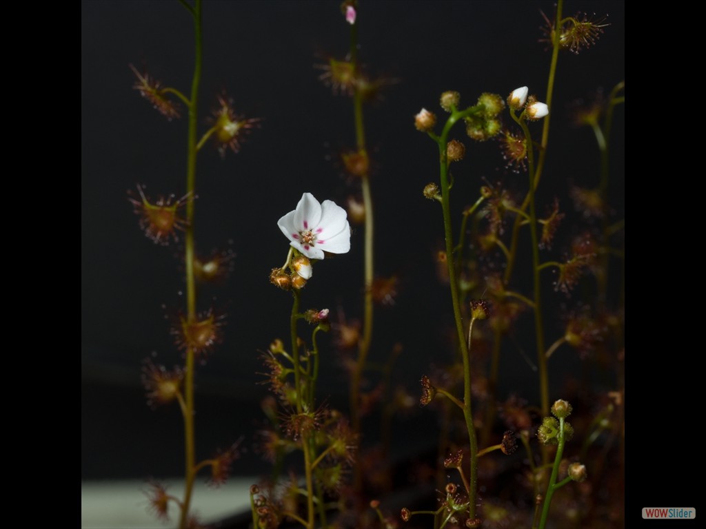 Drosera bicolor flower 3