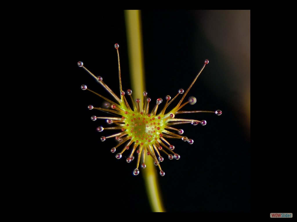 Drosera bicolor lamina