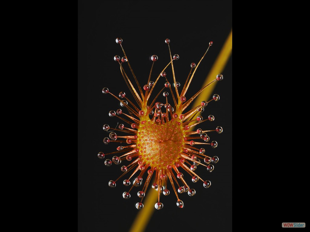 Drosera bicolor trap