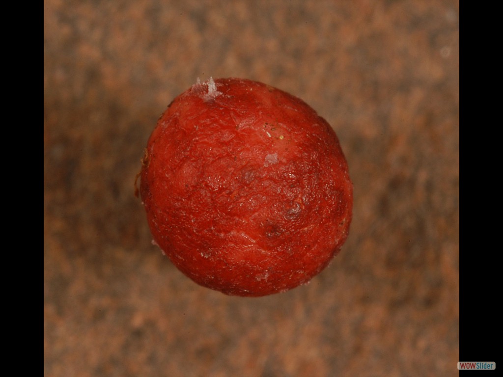Drosera bicolor tuber