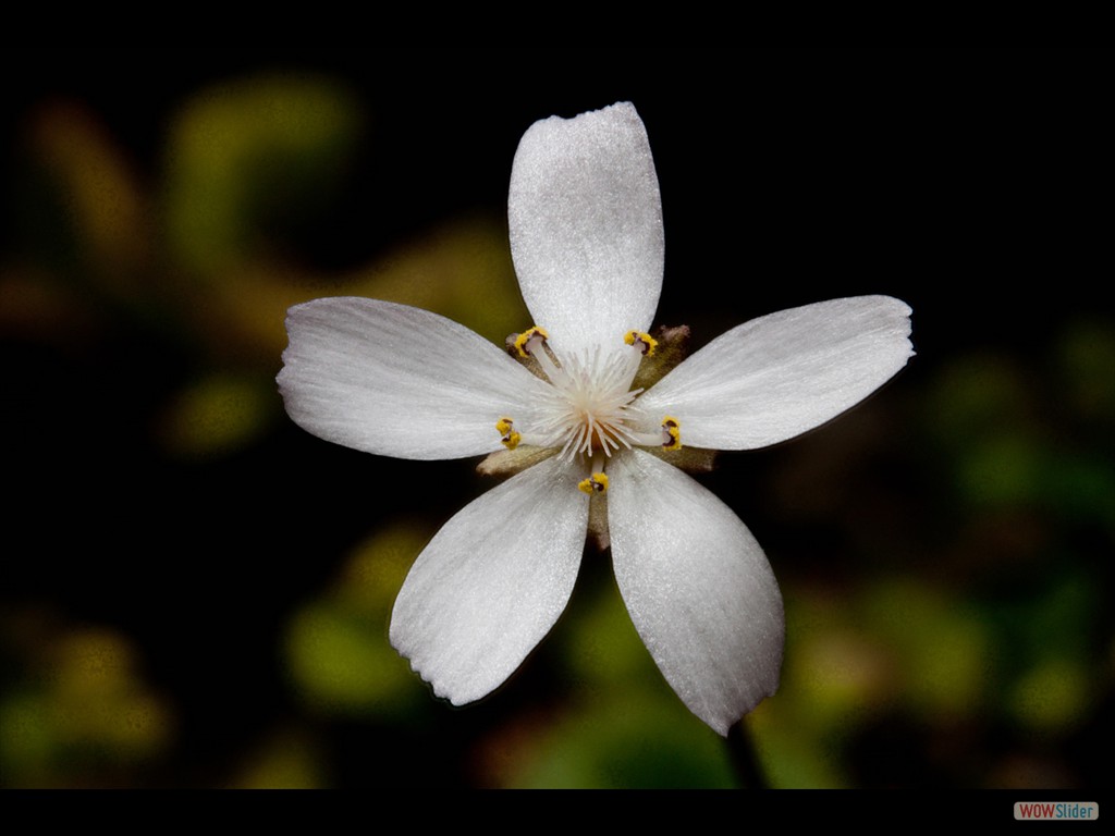 Drosera browneria flower
