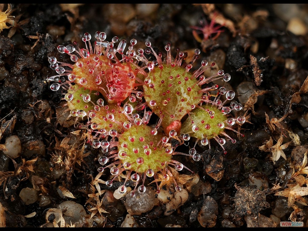 Drosera browniana