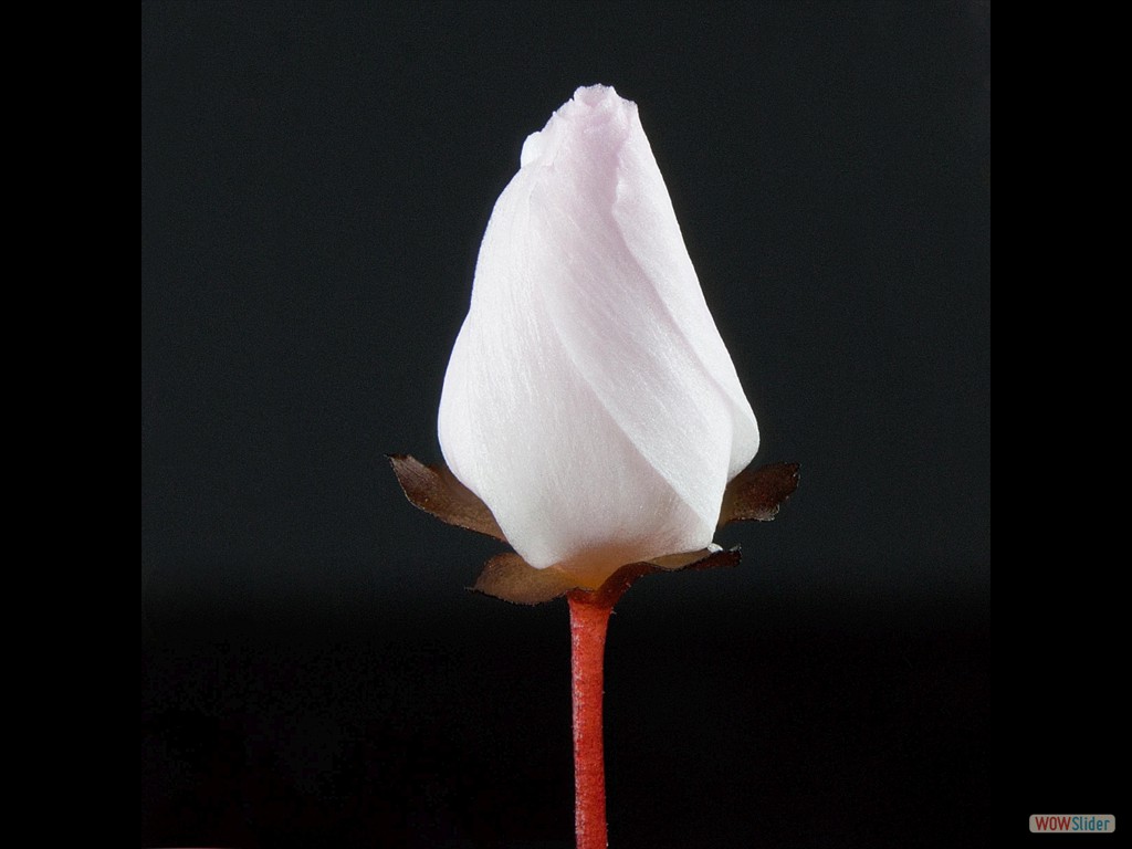 Drosera browniana flower half open