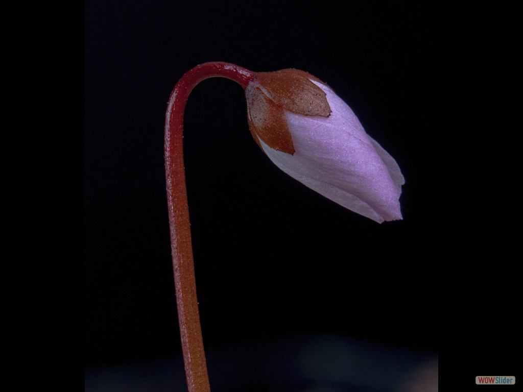 Drosera browniana Hatter closed flower